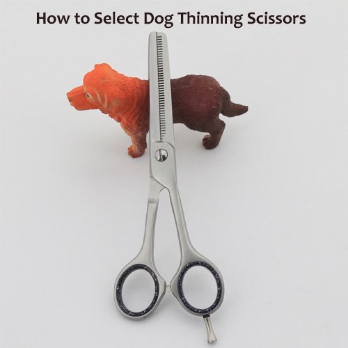 How-to-Select-Dog-Thinning-scissors