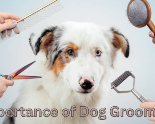 Importance of Dog Grooming
