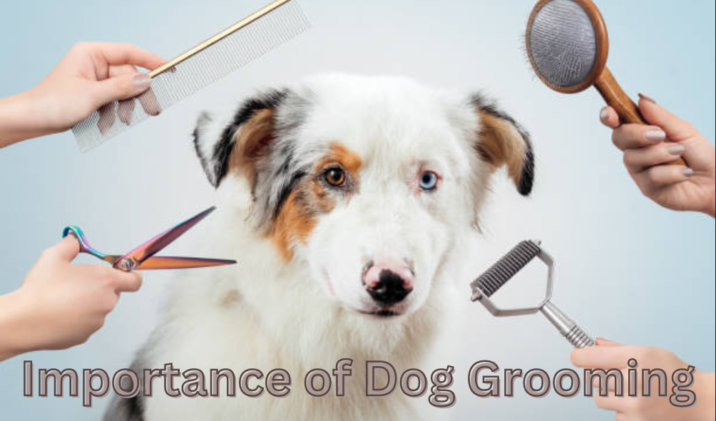 Importance of Dog Grooming